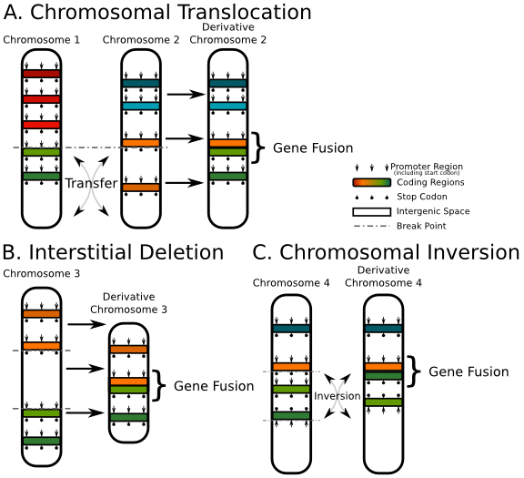RNA RNA
