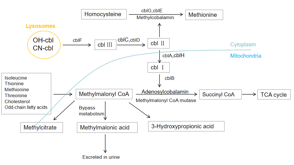 MMA Pathogenesis