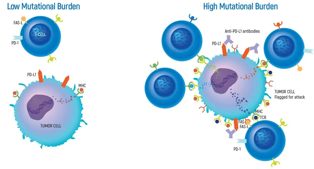 Genomic DNA tTMB-P9 Standard for NGS QC Genomic DNA tTMB-P9 Standard for NGS QC
