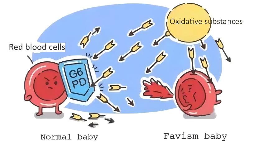 G6PD.webp(1)