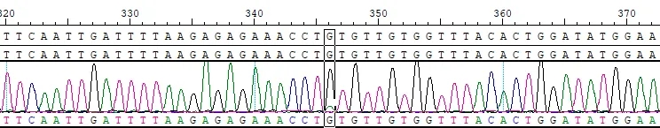 SMN1 p.C123Y Reference Standard CBP10562.webp