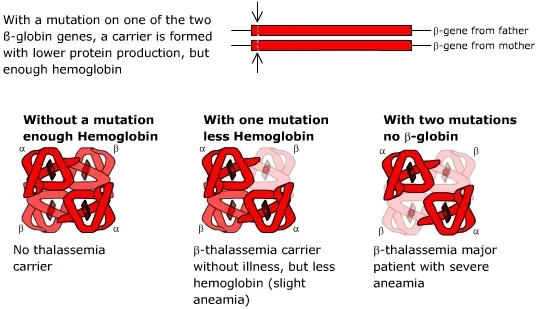 thalassemia-3.webp
