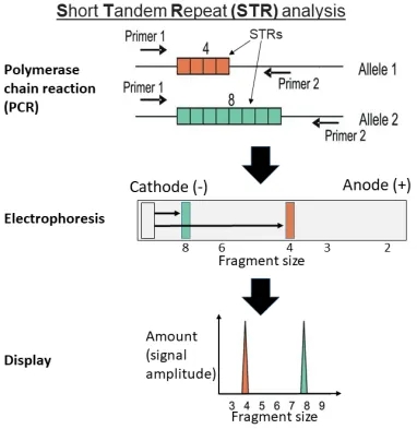 STR Identification Method Principle