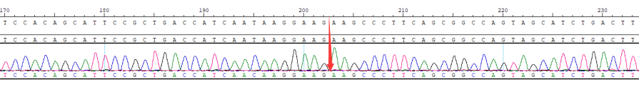 CBP20223R Figure 7. BCR-ABL1 (E13-E2) Fusion