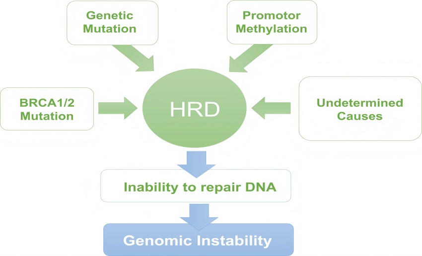 What Is HRD Testing and How Does It Impact Cancer Diagnosis