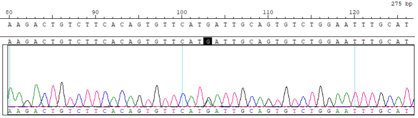 GJB2 c.585G A Reference Standard CBPD0014