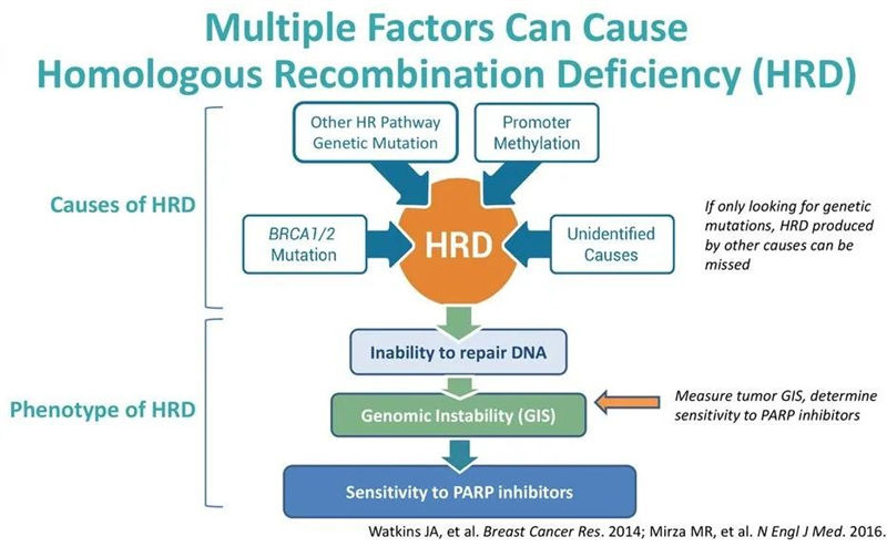 Is It Better To Be HRD Positive or Negative?