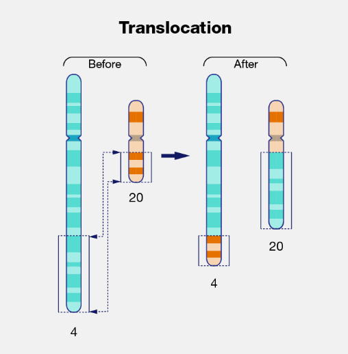 translocation