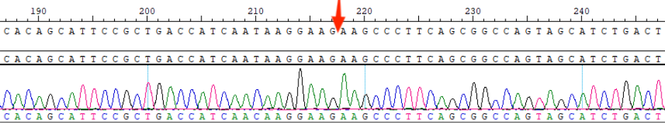  CBP20222R Figure 5. BCR-ABL1 (E13-E2) Fusion